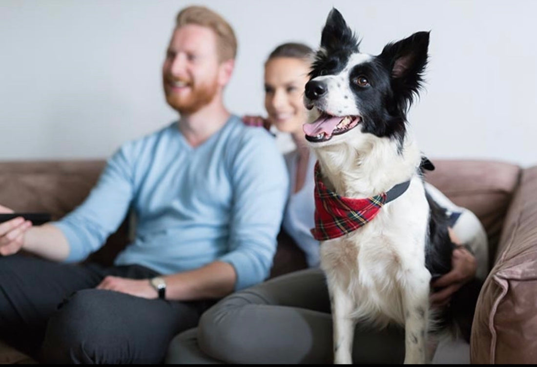 Pawpcorn Movie nights : Hollywood & Bollywood Flicks Your Dog Will Drool Over